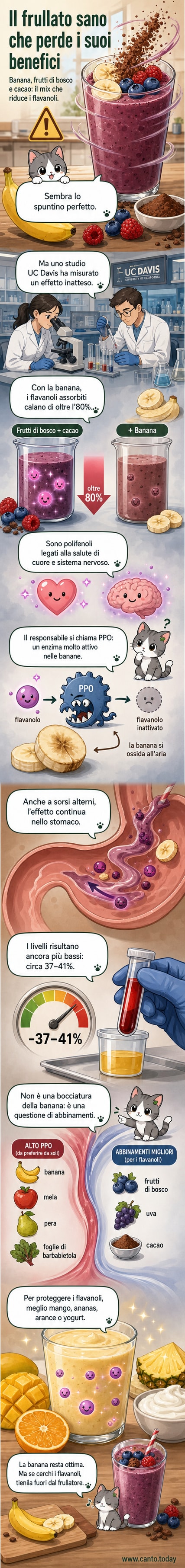 Un bicchiere di smoothie con banana e frutti di bosco, con frecce che mostrano come l'enzima della banana distrugga i flavanoli durante la frullatura e la digestione.