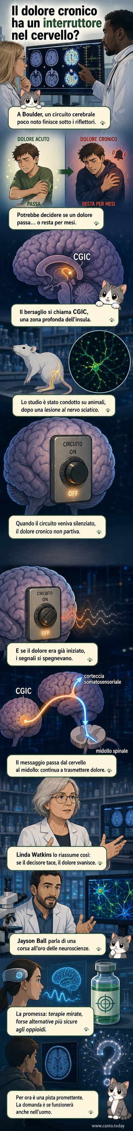 Illustrazione del cervello con evidenziata la corteccia insulare granulare caudale (CGIC), punto chiave nel controllo del dolore cronico scoperto da ricercatori della University of Colorado Boulder.