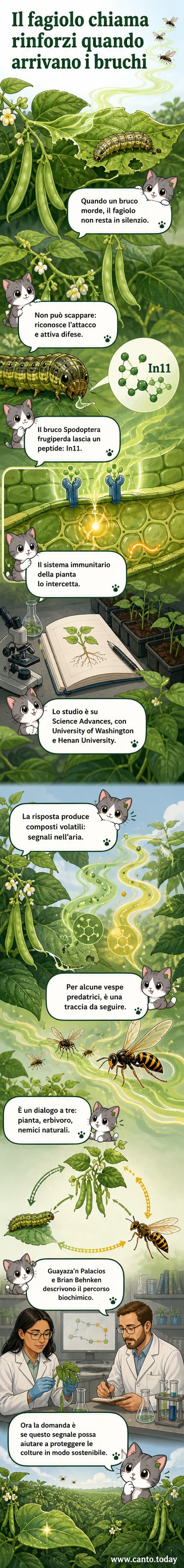 Un fagiolo emette segnali chimici che attirano vespe predatrici mentre viene mangiato da un bruco, illustrato in stile webtoon scientifico.