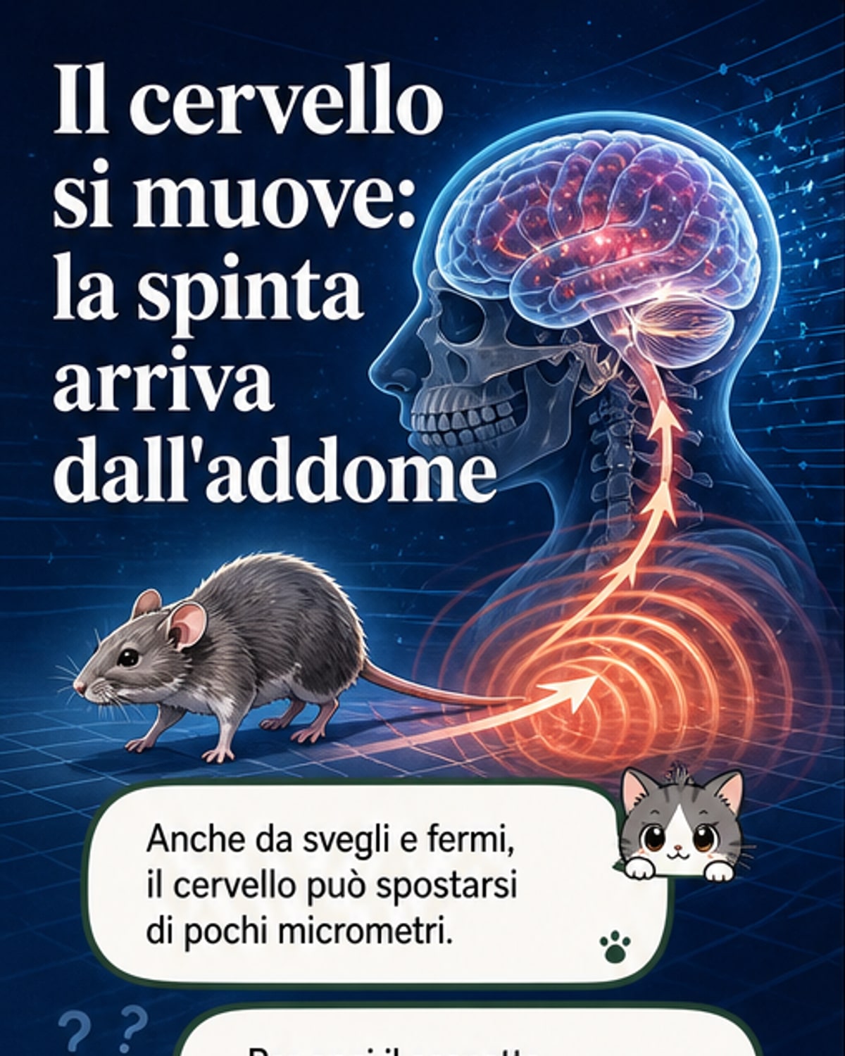 Il cervello si muove grazie all'addome