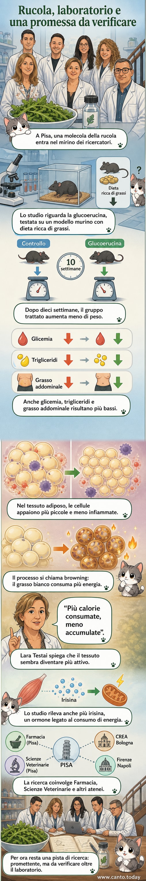 Un piatto di rucola con un grafico metabolico in sovraimpressione che mostra il confronto tra accumulo di grasso in topi trattati e non trattati con glucoerucina.