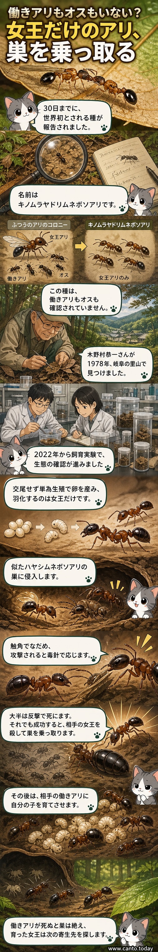 顕微鏡下で観察されたキノムラヤドリムネボソアリの女王アリ。細長い体と触角が特徴的で、他のアリ種の巣に侵入する様子を再現したイラストが背景にある。