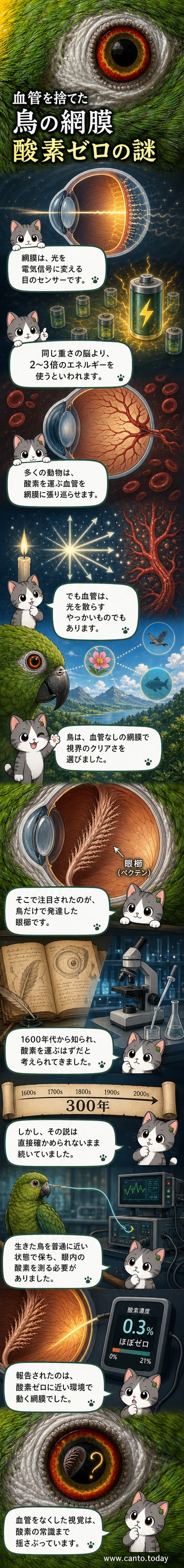 鳥の目の断面図。網膜に血管がなく、眼櫛が酸素供給をしている可能性を示す科学的解説図。