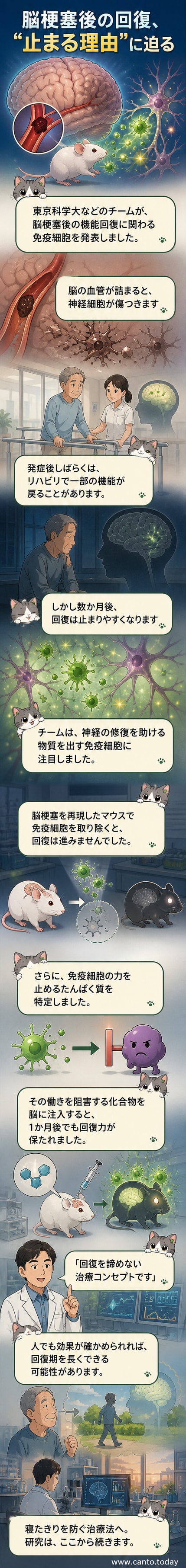 脳梗塞後の脳機能回復に関与する免疫細胞のしくみを解説するウェブトゥーン。神経細胞と免疫細胞の関係が図解されています。