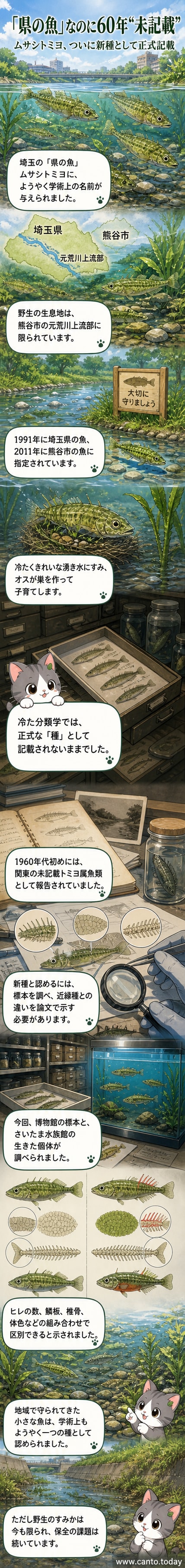 小さな体にトゲを持つ淡水魚・ムサシトミヨのイラスト。澄んだ川の水草の間を泳いでいる様子が描かれている。