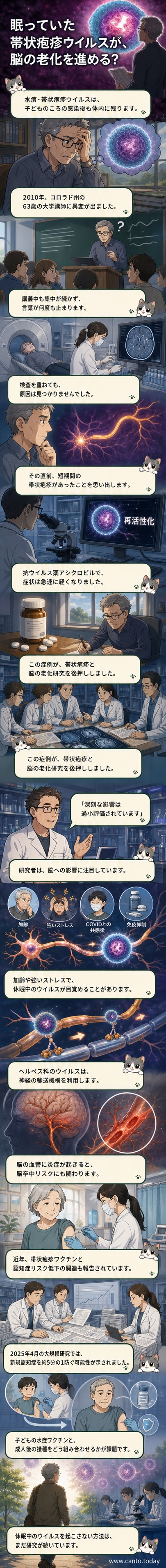 神経細胞内を移動する水痘・帯状疱疹ウイルスの模式図。脳への影響と老化の関係を視覚的に説明。