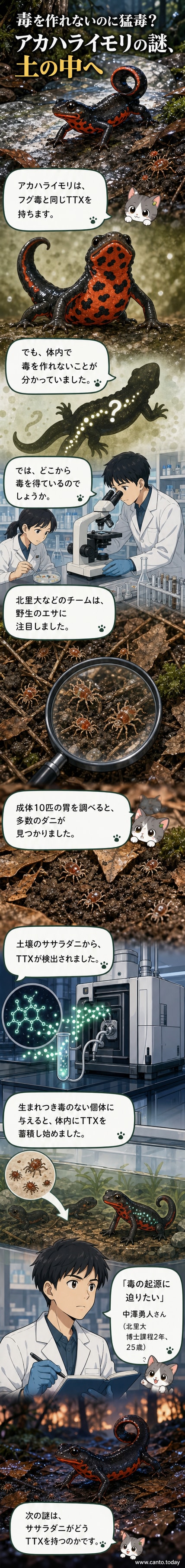 赤い腹部を持つアカハライモリが葉の上で警戒する様子。背景にダニの拡大図とTXX分子構造のイメージ。