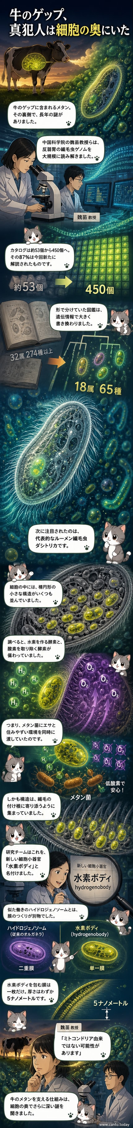 電子顕微鏡画像に見える繊毛虫細胞内の楕円形構造「水素ボディ」。繊毛の根元に密集し、水素生成と酸素除去の二重機能を持つ。