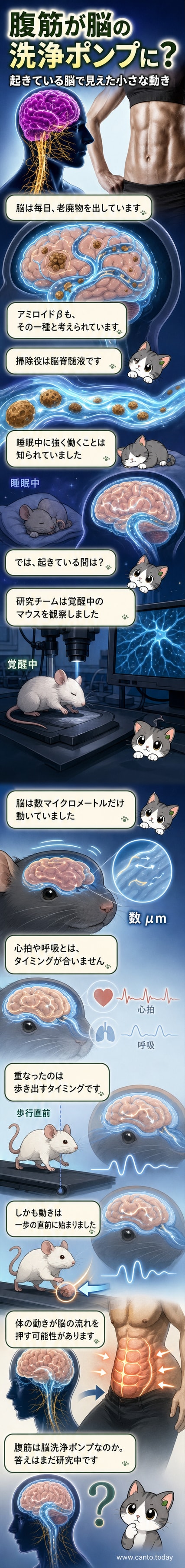 マウスの脳が頭蓋骨内でわずかに動く様子を示す科学イラスト。歩行に合わせた腹圧の変化が、脳脊髄液の流れを促している可能性を表現。