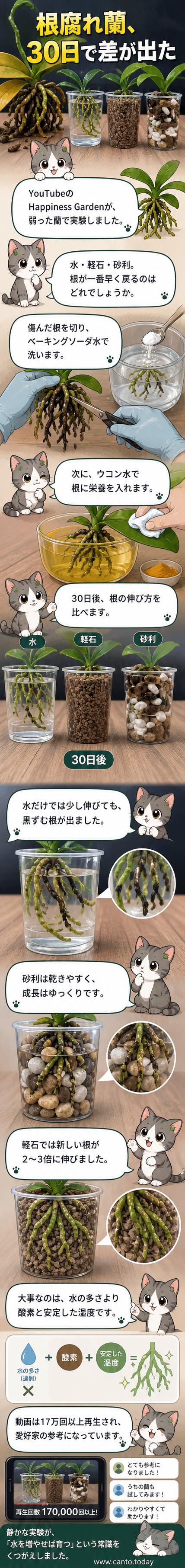 根腐れで弱っていた蘭を軽石、砂利、水の3種類で栽培し、30日後に軽石で育てた蘭の根が最も大きく成長した様子を示す比較画像。