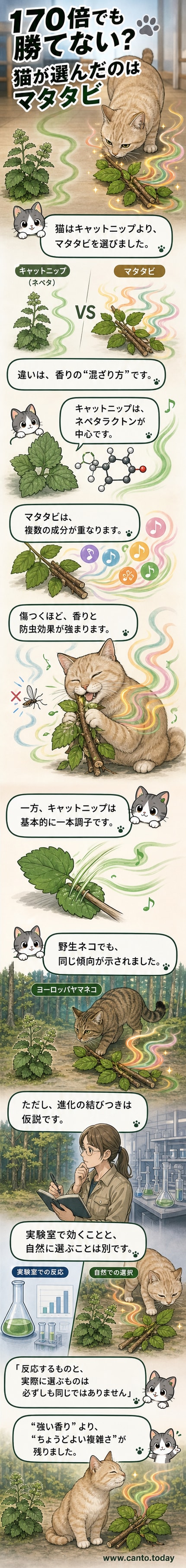 猫がマタタビの葉を嗅ぎながら体をこすりつけている様子。背景にはキャットニップの葉とマタタビの葉が対比されている。