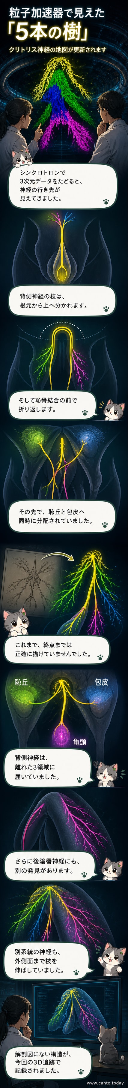 3D画像で可視化された陰核周辺の神経ネットワーク。逆U字型に広がる陰核背側神経と、陰核外側に枝を伸ばす後陰唇神経が描かれている。