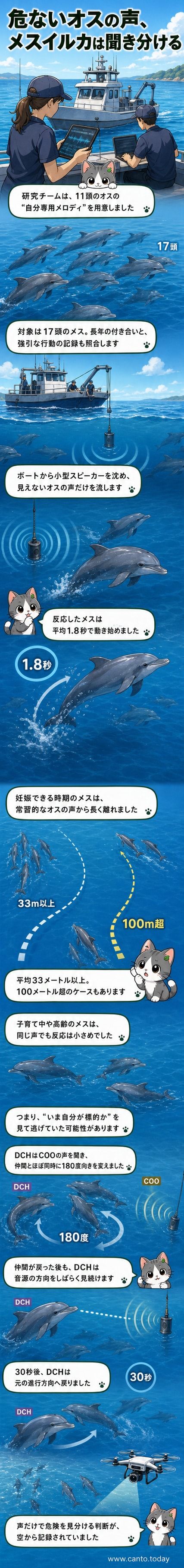 水中で泳ぐイルカのメスが、スピーカーから流れるオスの声に反応して向きを変える様子を上空から撮影した映像