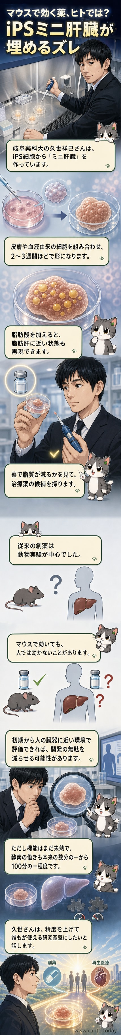 顕微鏡で観察された、iPS細胞から作られたミニ肝臓(オルガノイド)のイメージ。小さな球状の細胞群がゲル状の培地に配置され、生命の兆しを感じさせる。