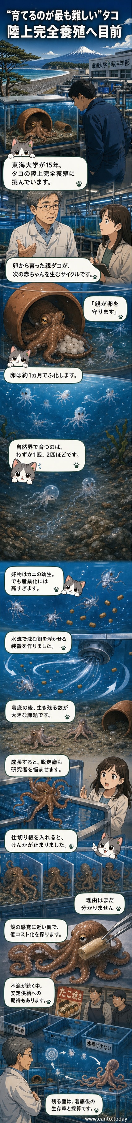 東海大学の研究室で、水槽の中を這うタコの赤ちゃん。研究者が観察している。