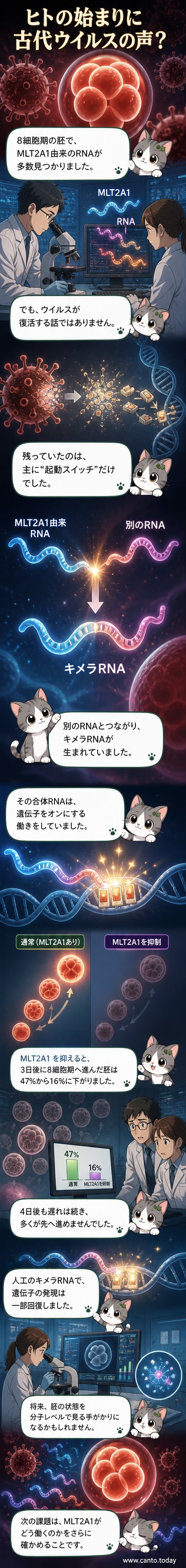 受精卵の模式図と古代ウイルス由来のRNAが遺伝子スイッチをオンにする様子を描いた科学イラスト