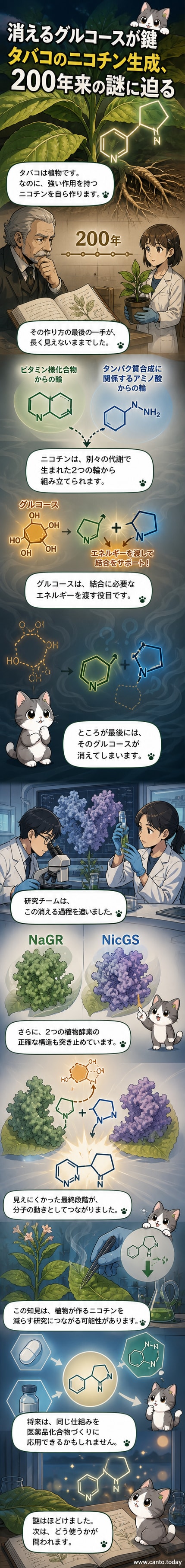 タバコの葉の断面図とニコチン生成の過程を示す科学イラスト。酵素の働きやグルコースの結合・除去の流れが視覚化されています。