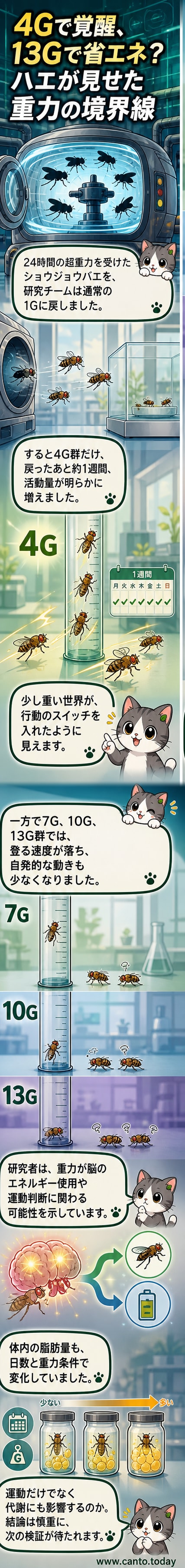 実験室で遠心分離機を使ったショウジョウバエの超重力実験の様子。複数の試験管にハエが入っており、重力の影響を観察している。
