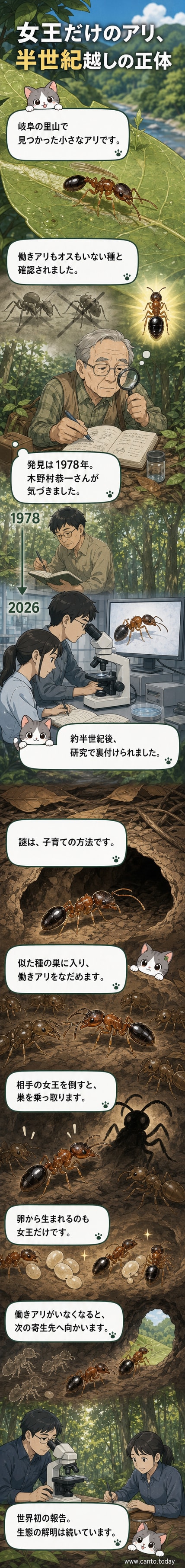 顕微鏡下で観察されたキノムラヤドリムネボソアリの女王アリ。体長は2.5～3ミリで、他種の巣に侵入して寄生する生態を持つ。