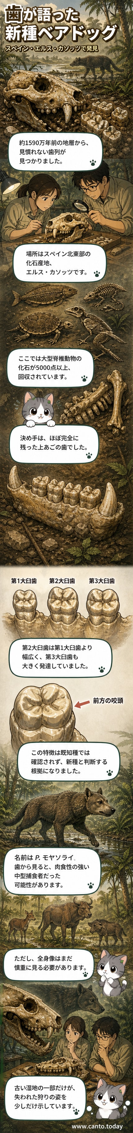 スペインで発見された新種ベアドッグP. モヤソライの部分的頭蓋骨化石。上顎の歯列が明瞭に確認できる。