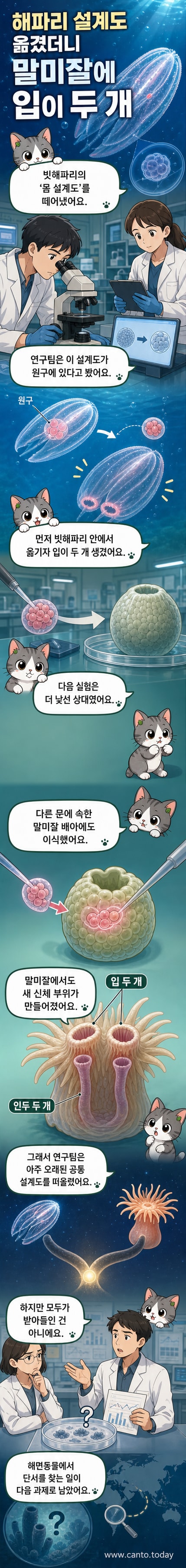 해파리의 유전자 설계도를 말미잘에 이식해 입이 두 개 생긴 실험 결과를 보여주는 일러스트