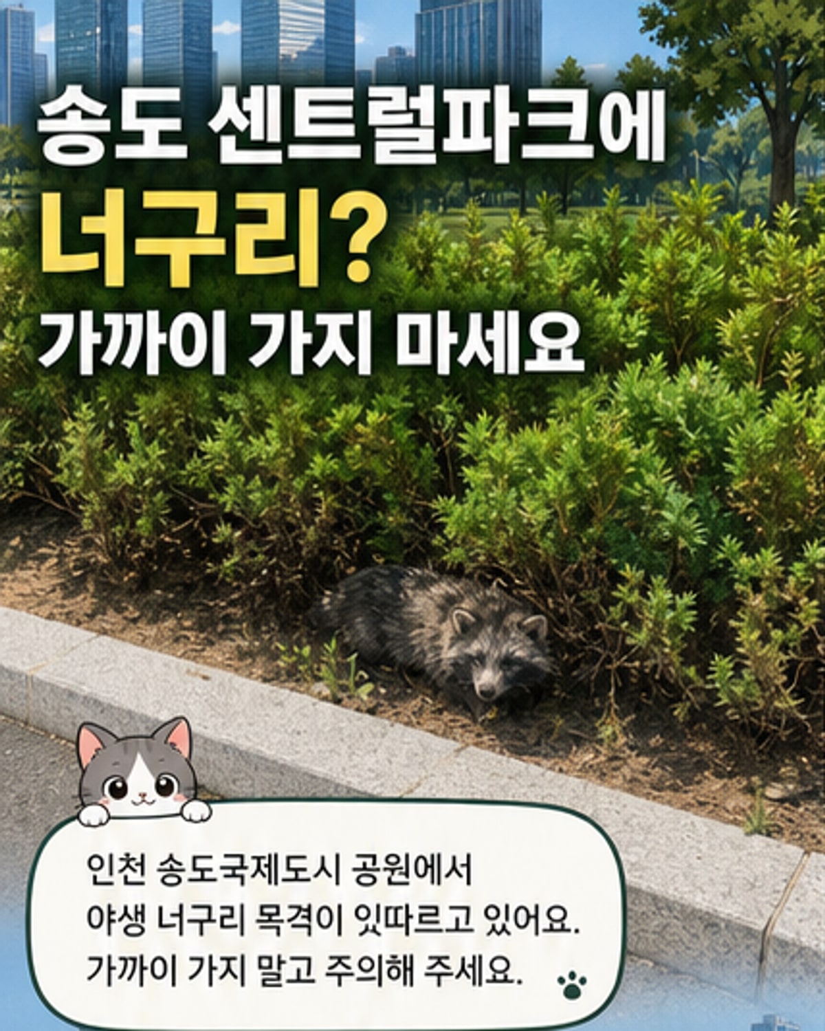 송도 도심에 너구리 출몰