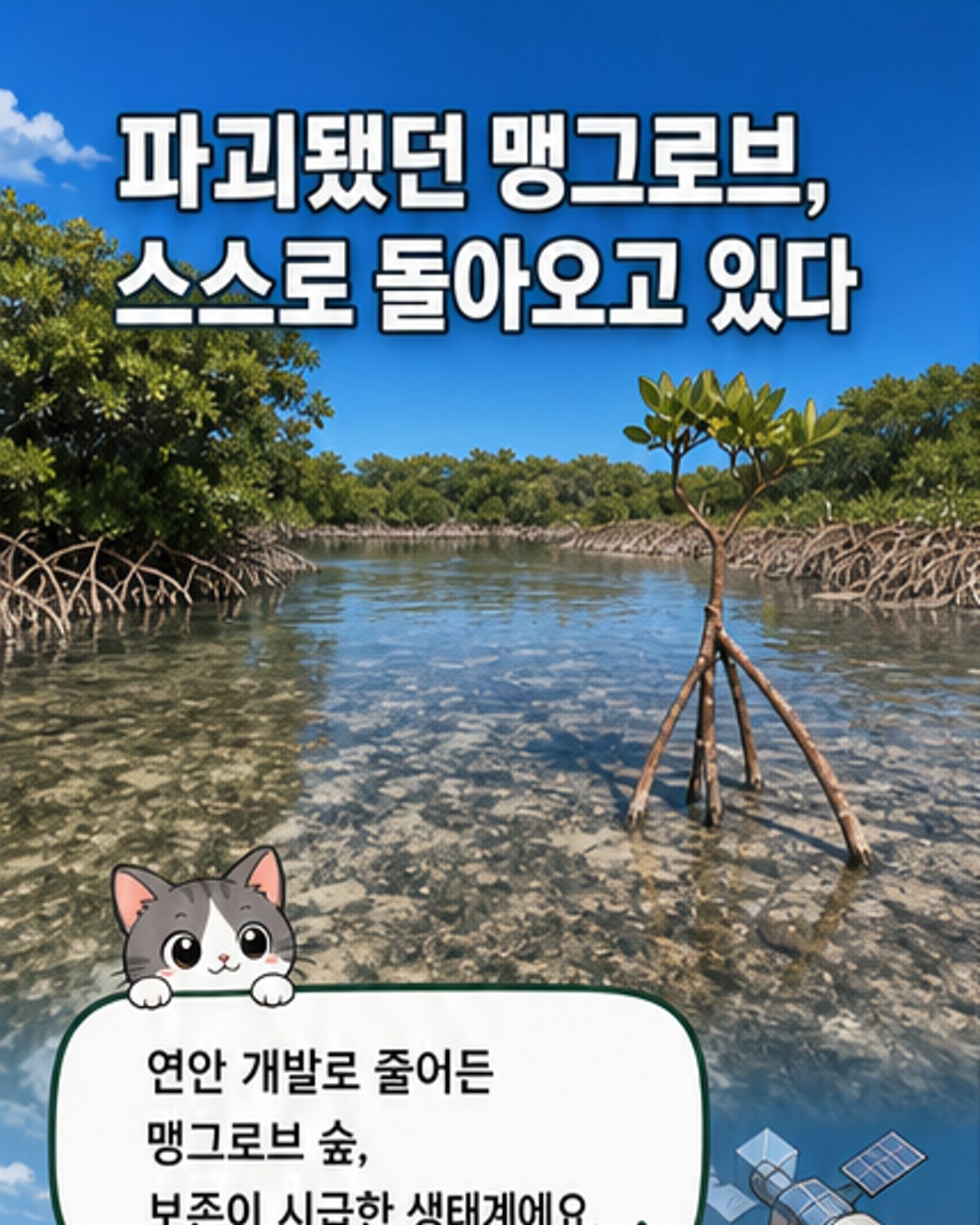 푸른 갯벌 위로 무성하게 자란 맹그로브 숲의 위성 이미지와 하구에서 자라고 있는 맹그로브 묘목 사진