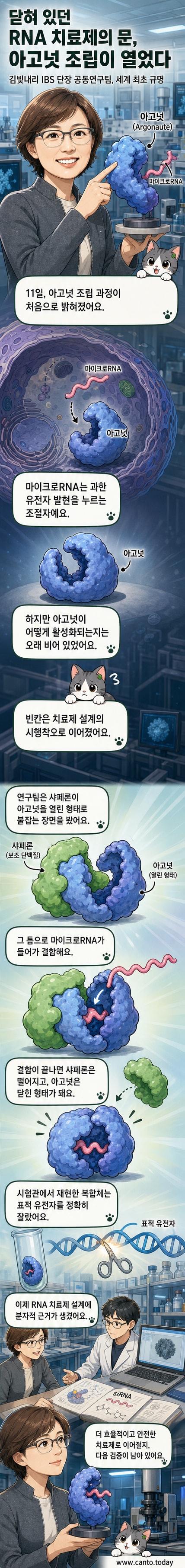 아고넛 단백질이 샤페론 도움을 받아 열린 형태에서 miRNA를 받아들이고, 닫힌 활성화 상태로 전환되는 시각화