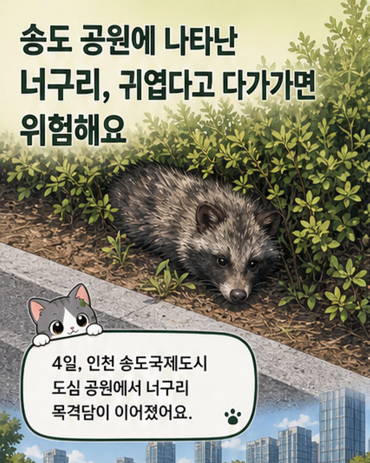 송도 도심서 너구리 잇단 출몰