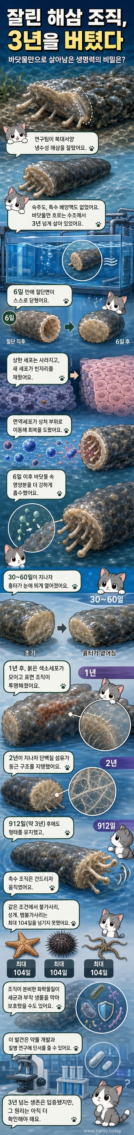 해삼의 잘린 조직이 시간이 지나도 형태를 유지하며 생존하는 실험 과정을 보여주는 일러스트