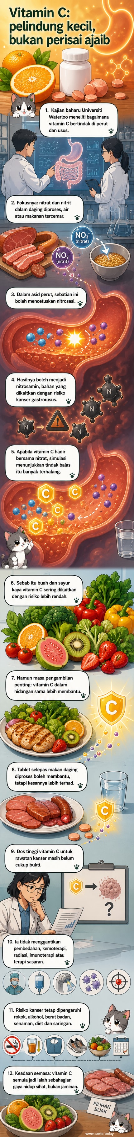 Ilustrasi sistem pencernaan manusia dengan fokus pada perut, menunjukkan interaksi antara nitrat dari makanan diproses dan vitamin C dari buah-buahan yang menghalang pembentukan nitrosamin.