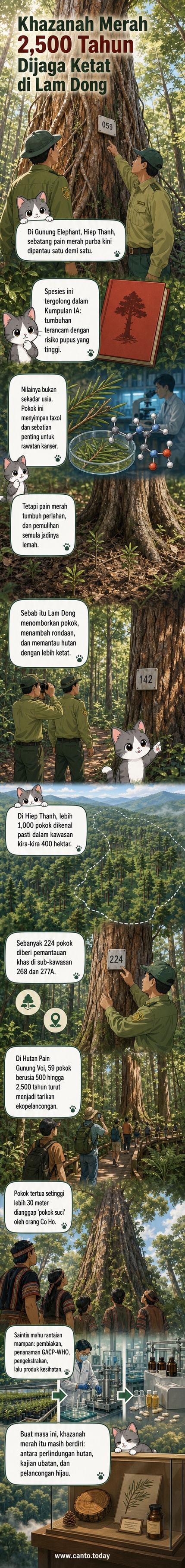 Gambar hutan purba dengan pokok pain merah besar berusia 2,500 tahun, dikelilingi oleh pegawai pemantauan dan papan tanda perlindungan