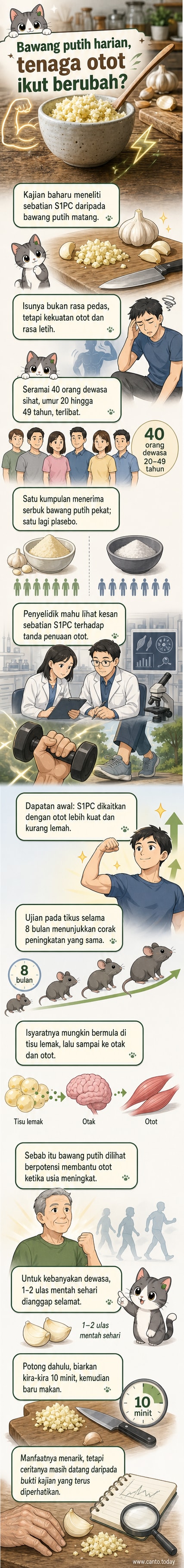 Ilustrasi bawang putih dengan ikon sistem saraf dan otot, menunjukkan bagaimana sebatian dalam bawang putih mempengaruhi kekuatan otot melalui tisu lemak dan otak.