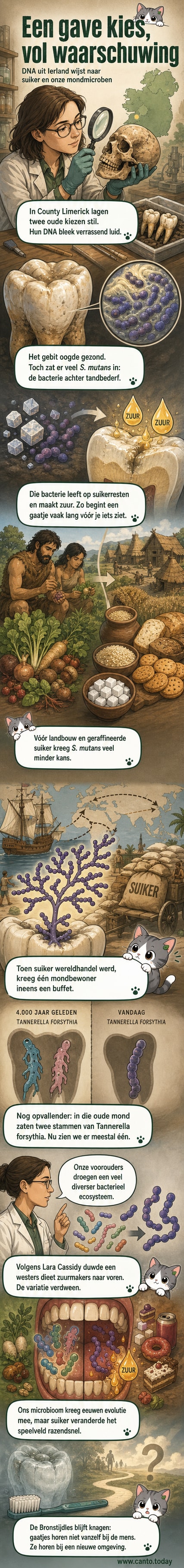 Illustratie van een oude kies uit de Bronstijd naast een moderne kies met gaatje, met bacteriën weergegeven als kleine wezentjes op het tandoppervlak.