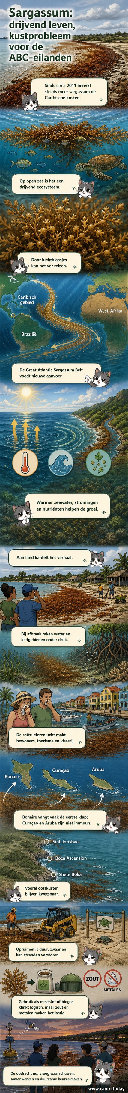 Illustratie van drijvende sargassum-algen langs een Caribisch strand met een visser die het materiaal verwijdert en een waarschuwingsbord voor waterstofsulfide