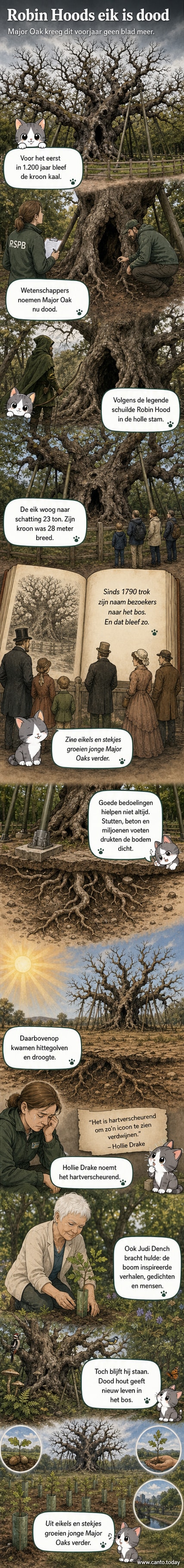 Een imposante, oude eik met brede takken en metalen steunen, omgeven door een zandpad in Sherwood Forest.