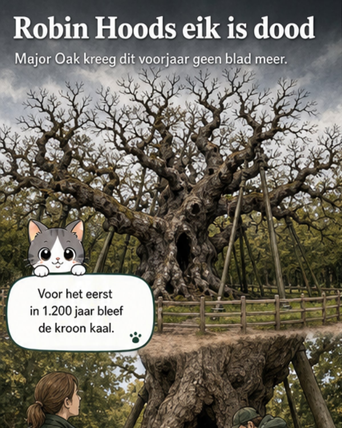 Een imposante, oude eik met brede takken en metalen steunen, omgeven door een zandpad in Sherwood Forest.