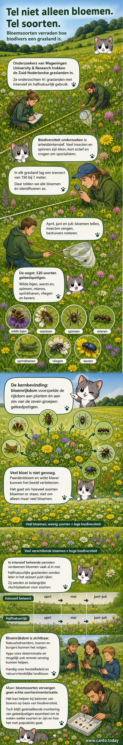 Weide met diverse bloeiende planten in het zuiden van Nederland, gefotografeerd tijdens een biodiversiteitsonderzoek