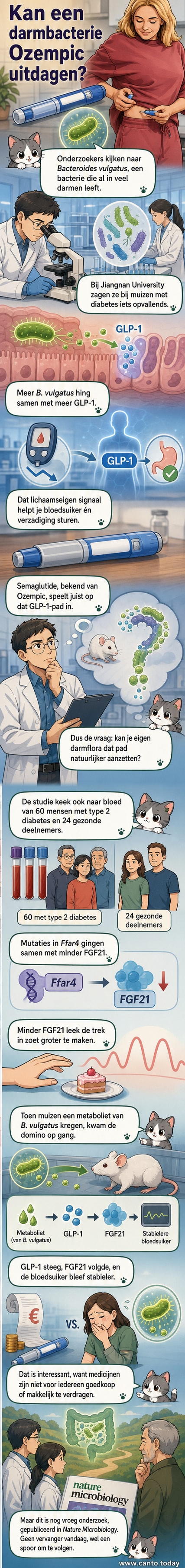 Illustratie van een darm met een vergroot glas op een Bacteroides vulgatus-bacterie, met pijlen die hormoonketens naar de hersenen en pancreas aangeven.