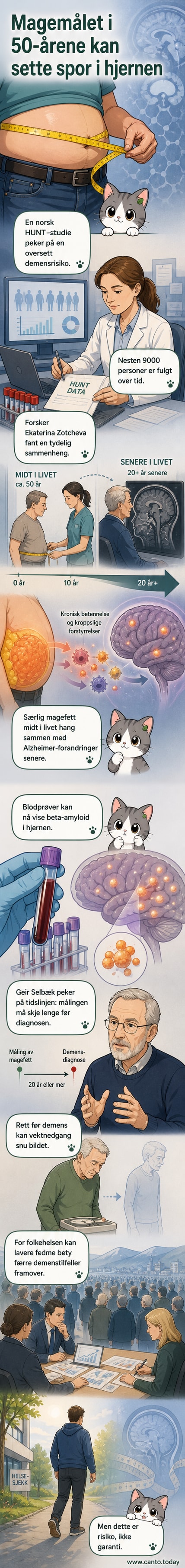 Illustrasjon av en voksen person med tydelig magefett, hvor hjernen vises med røde markeringer som symboliserer betennelse og proteinavleiring knyttet til Alzheimers.