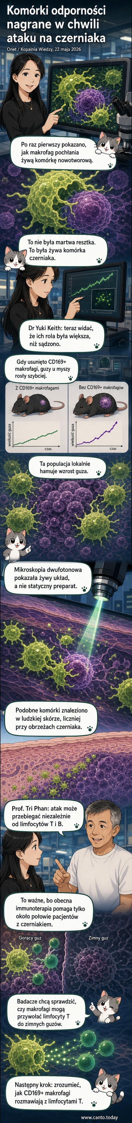 Mikroskopowy obraz guza czerniaka, gdzie zielone i żółte makrofagi CD169+ otaczają i pochłaniają komórki nowotworowe.