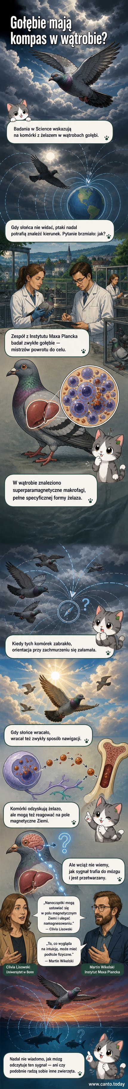 Ilustracja gołębia z podświetloną wątrobą, gdzie widać magnetyczne komórki odpowiadające za orientację w polu magnetycznym Ziemi.