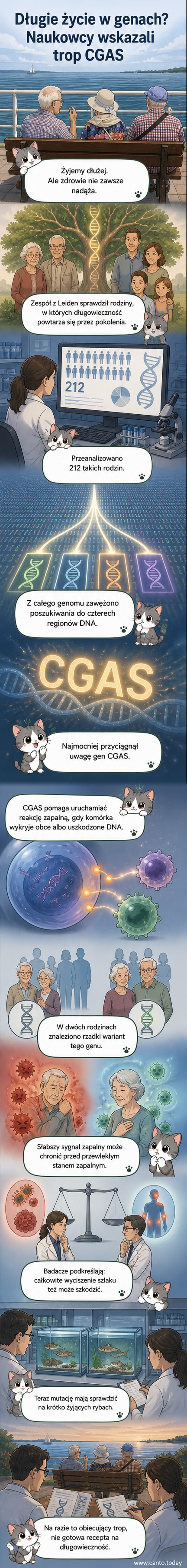 Ilustracja przedstawiająca komórkę z oznaczonym genem CGAS, gdzie DNA w cytoplazmie aktywuje enzym, ale w długowiecznych osobach reakcja jest łagodniejsza, zmniejszając przewlekłe zapalenie.