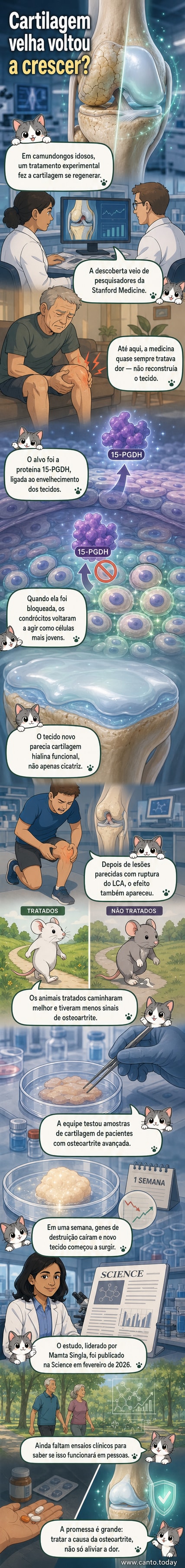 Ilustração de uma articulação com cartilagem sendo regenerada após tratamento que inibe a proteína 15-PGDH, com comparação entre tecido envelhecido e rejuvenescido.