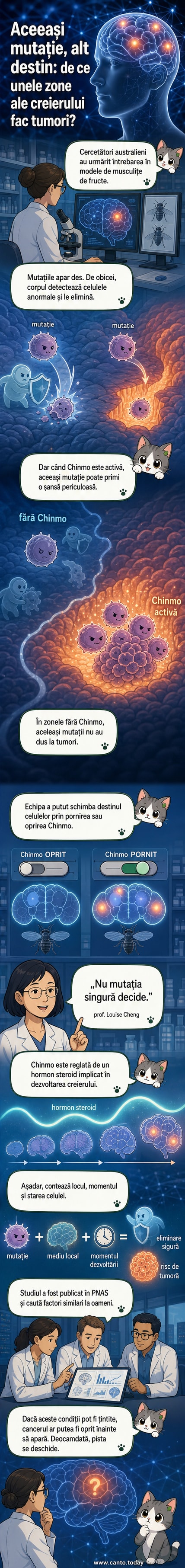 Ilustrație schematică a creierului cu evidențierea zonelor unde proteina Chinmo este activă și unde apar frecvent tumorile.