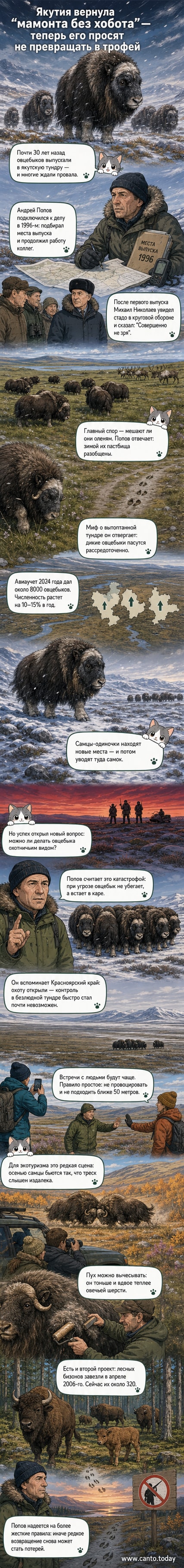 Овцебык в тундре Якутии, стоящий в защитном круге, с длинной шерстью и массивными рогами, напоминающей древнего мамонта без хобота.
