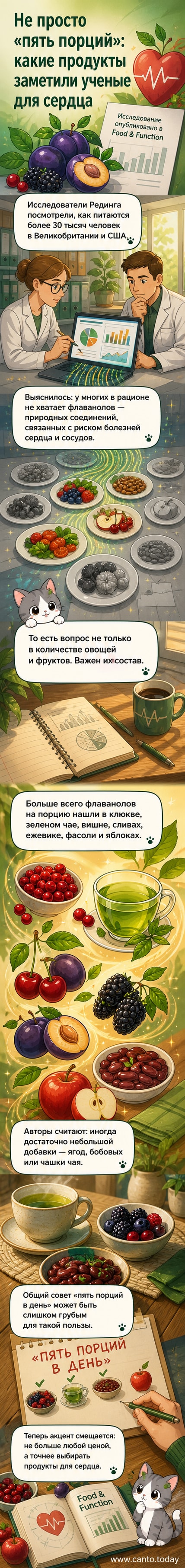 Иллюстрация сердца, окруженного продуктами с высоким содержанием флаванолов: клюква, зелёный чай, яблоки, фасоль, вишня.
