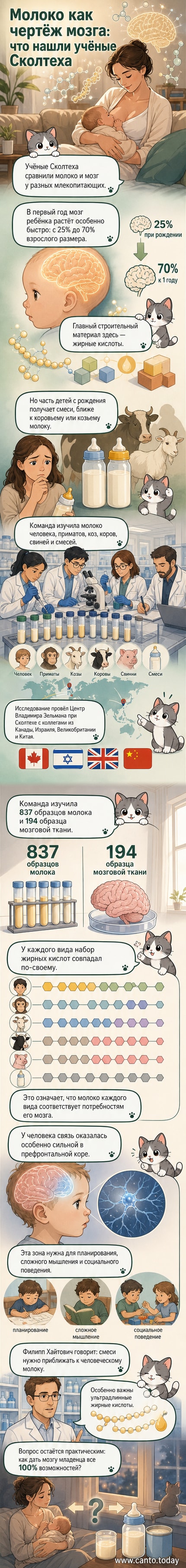 Иллюстрация: схематичное изображение мозга младенца, капли молока с обозначением жирных кислот, рядом — сравнение человеческого, коровьего и искусственного молока.