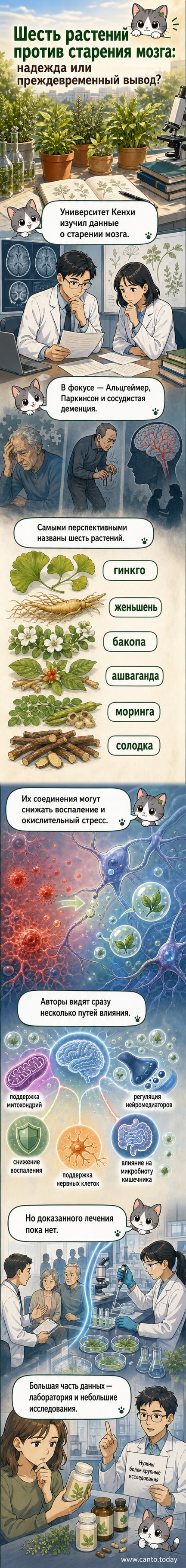 Иллюстрация мозга с корнями растений, оплетающими его, символизирующая защиту от старения с помощью природных средств