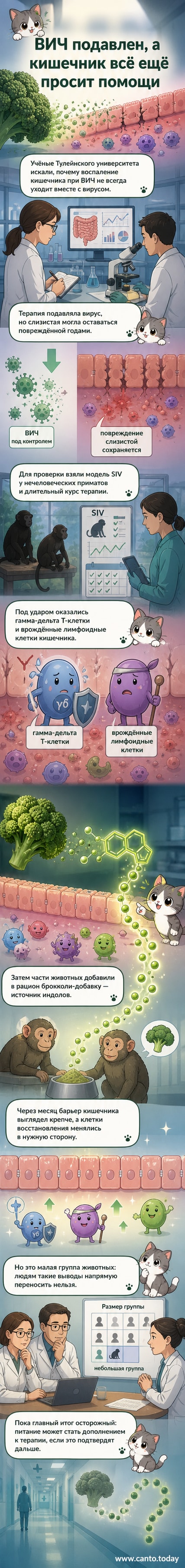 Иллюстрация кишечной ткани с повреждённым барьером и иммунными клетками, рядом — соцветие брокколи, символизирующее потенциальное восстановление